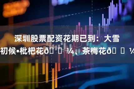 深圳股票配资花期已到：大雪 初候•枇杷花🌼、茶梅花🌼